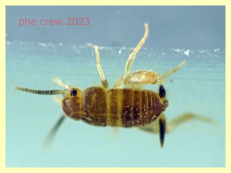 Myrmecophilus sp. e formiche ospiti - Ariccia 20.1.2023 - (2).JPG