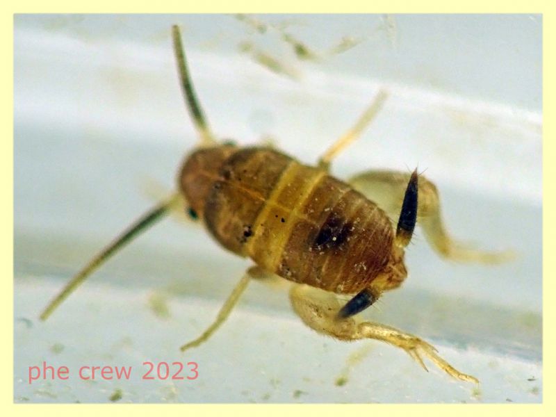 Myrmecophilus sp. e formiche ospiti - Ariccia 20.1.2023 - (7).JPG