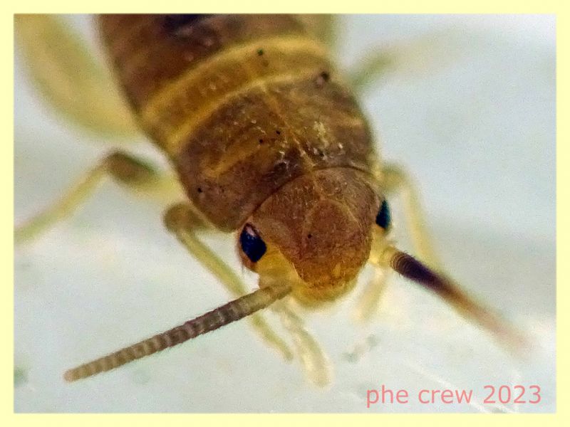 Myrmecophilus sp. e formiche ospiti - Ariccia 20.1.2023 - (5).JPG