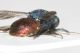 Chrysididae dett1.JPG