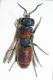 Chrysididae scon2.JPG