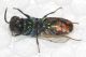 Chrysididae scon1.JPG
