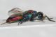 Chrysididae scon3.JPG