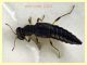 prob. Stenus fossulatus che si abbevera - Ariccia 20.1.2023 - (2).JPG