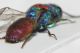 Chrysididae scon4.JPG