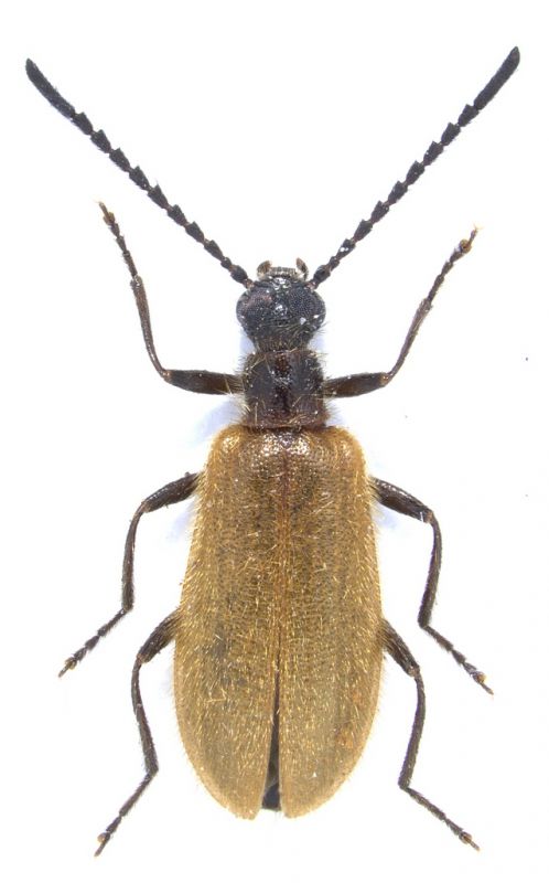 Lagria sp.jpg