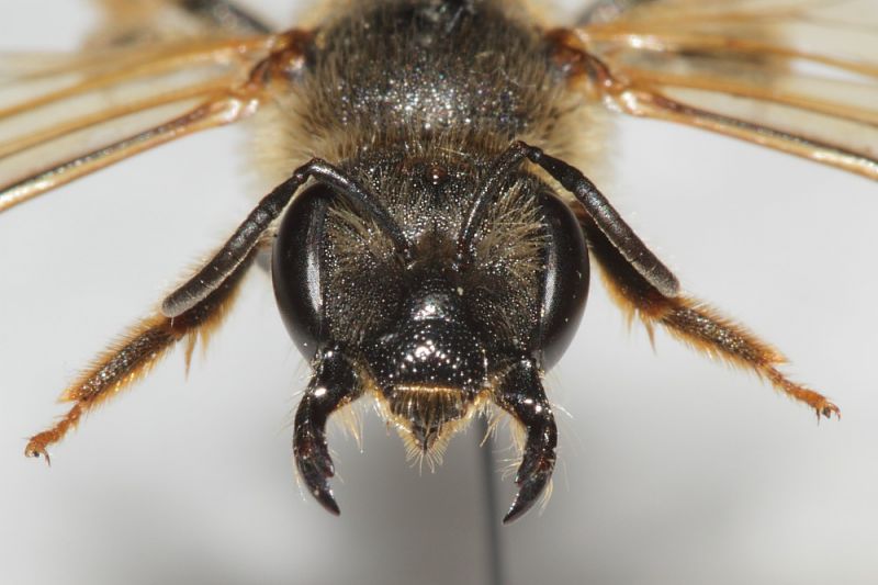 Halictidae ID8.JPG