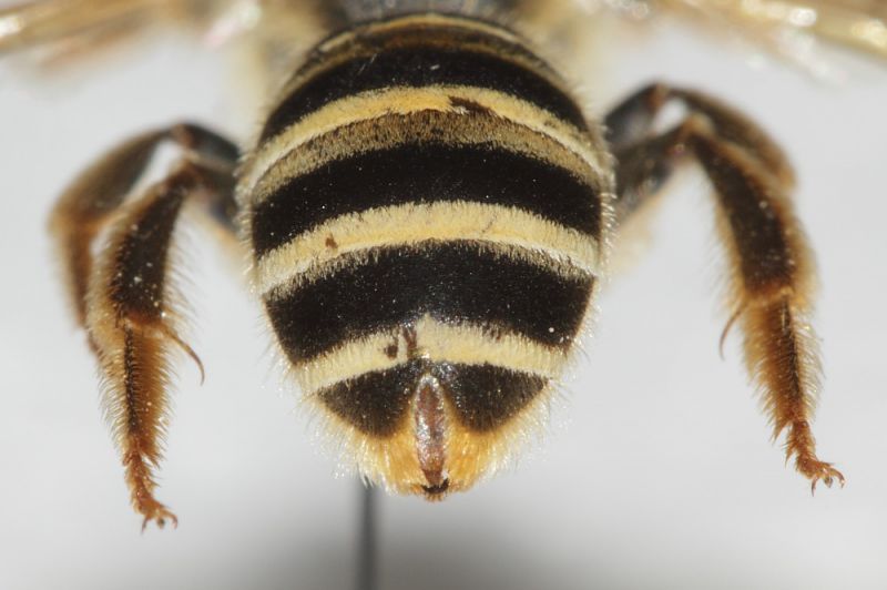 Halictidae ID7.JPG