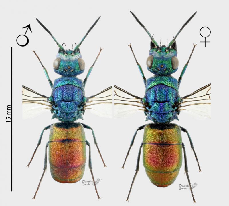 Chrysura pyrogaster Peloponneso PLATE RID.jpg