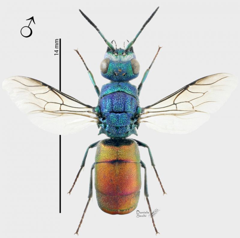 Chrysura pyrogaster m Peloponneso RID.jpg