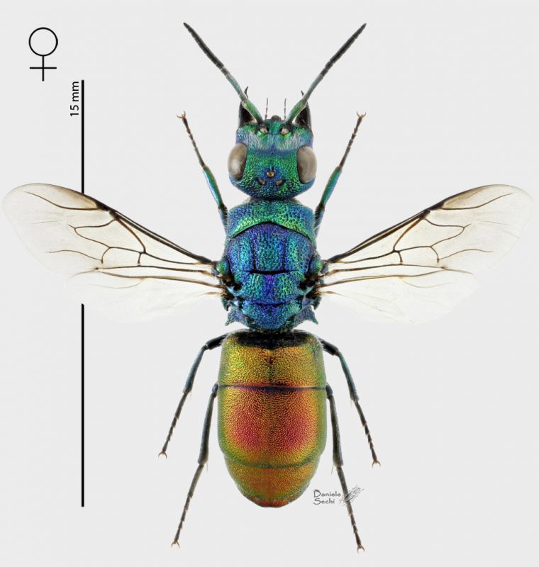 Chrysura pyrogaster f Peloponneso RID.jpg