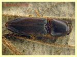 Monocrepidius posticus circa 7 mm. - 26.1.2023 Ariccia - (1).JPG