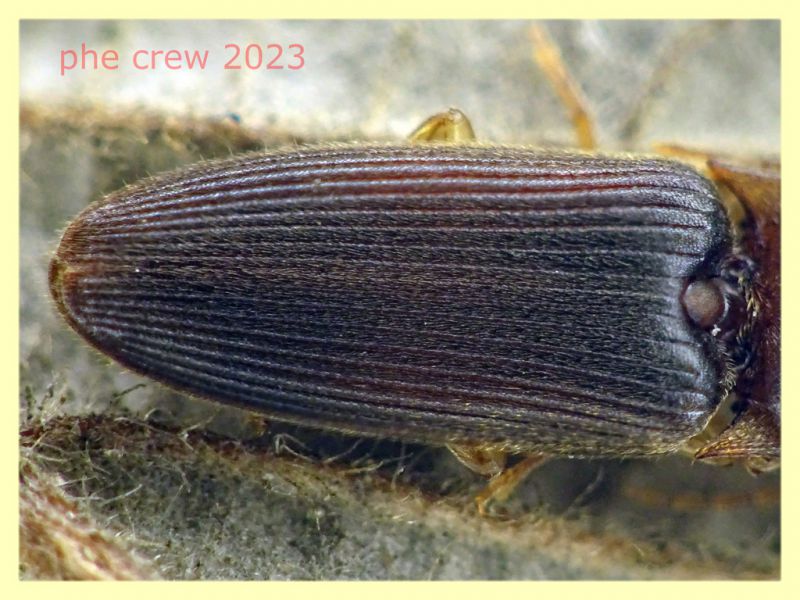 Monocrepidius posticus circa 7 mm. - 26.1.2023 Ariccia - (2).JPG