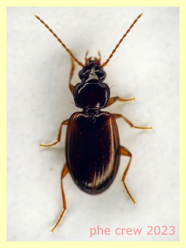 Trechus quadristriatus circa 4 mm. - Ariccia 14.1.2023 - (1).JPG