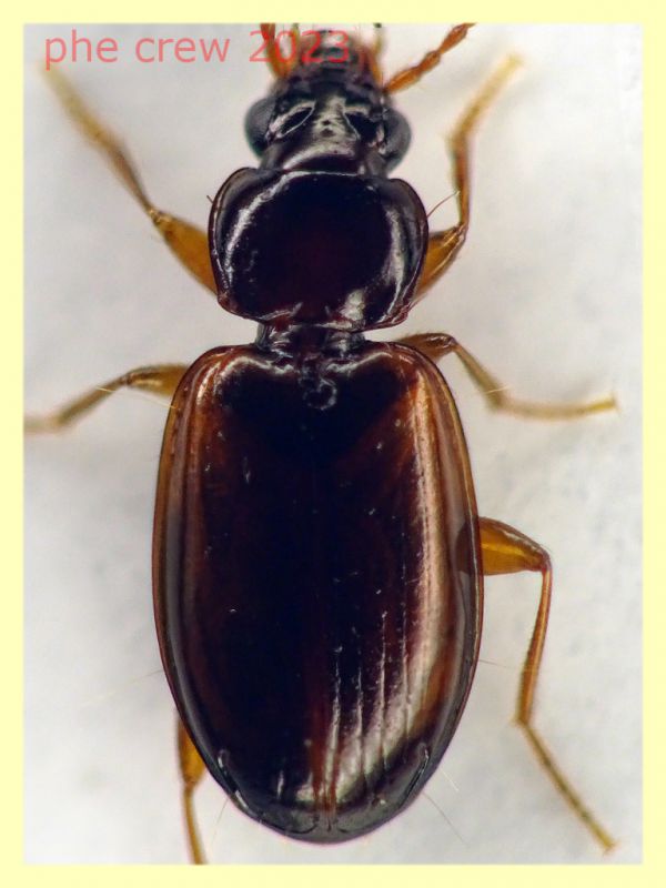 Trechus quadristriatus circa 4 mm. - Ariccia 14.1.2023 - (2).JPG