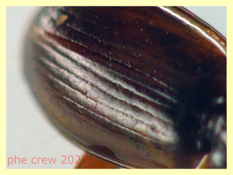 Trechus quadristriatus circa 4 mm. - Ariccia 14.1.2023 - (5).JPG