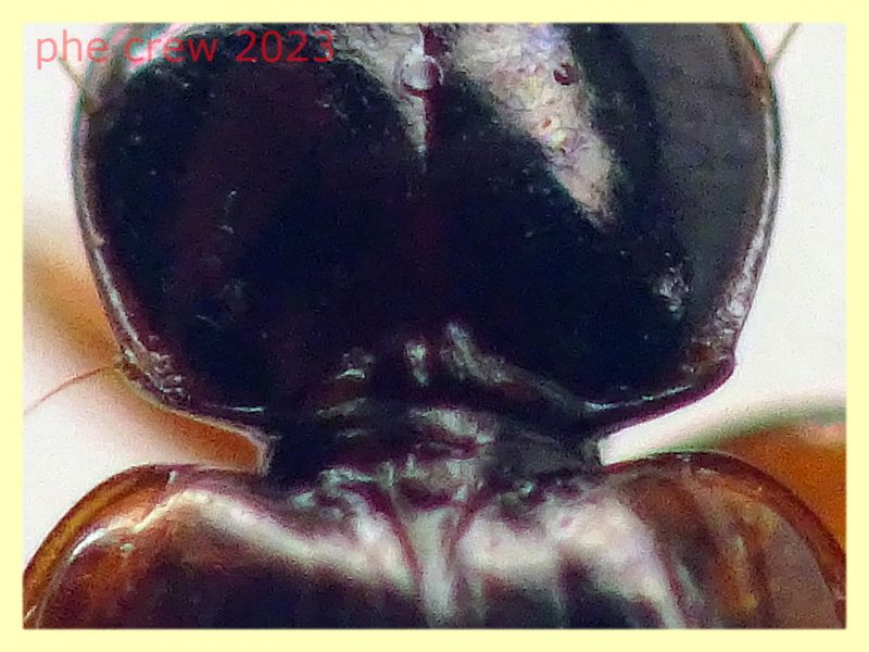Trechus quadristriatus circa 4 mm. - Ariccia 14.1.2023 - (4).JPG