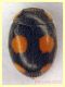 Platynaspis luteorubra quasi 3 mm. - Ariccia 26.1.2023 - (1).JPG