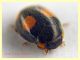 Platynaspis luteorubra quasi 3 mm. - Ariccia 26.1.2023 - (2).JPG