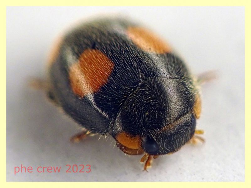 Platynaspis luteorubra quasi 3 mm. - Ariccia 26.1.2023 - (2).JPG