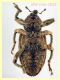 Hypera melancholica 6,5 mm. col rostro - Ariccia 26.1.2023 - (6).JPG