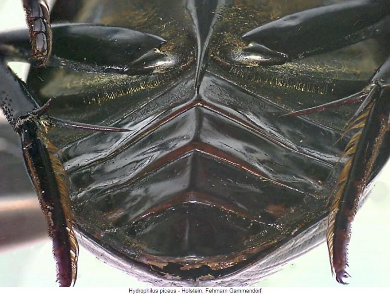 hydrophilus_piceus_us.jpg