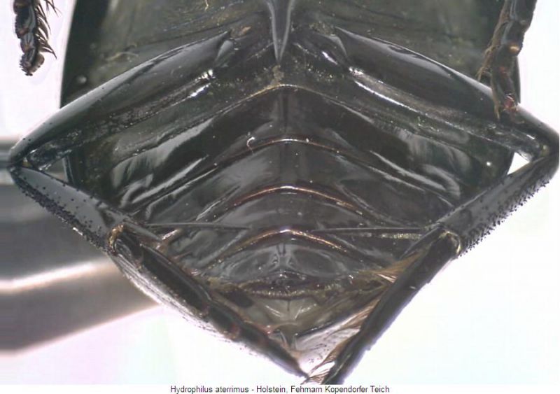 hydrophilus_aterrimus_us.jpg