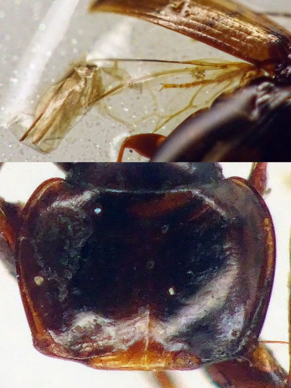 Trechus quadristriatus circa 4 mm. - Ariccia 14.1.2023 -  (9).JPG