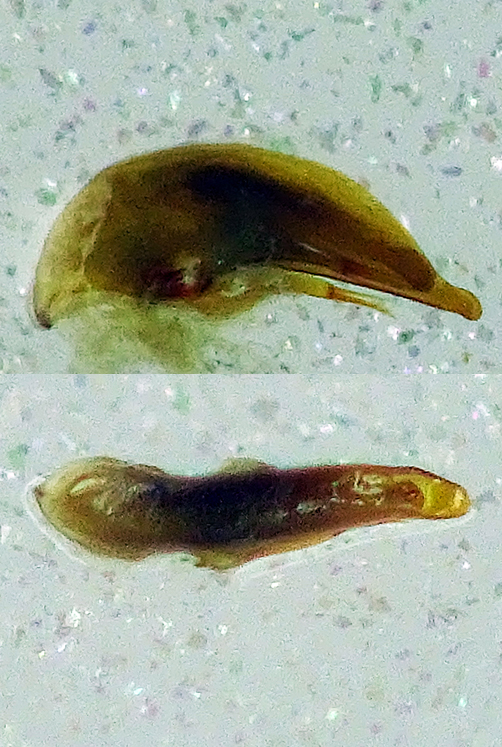 Trechus quadristriatus circa 4 mm. - Ariccia 14.1.2023 -  (10).jpg