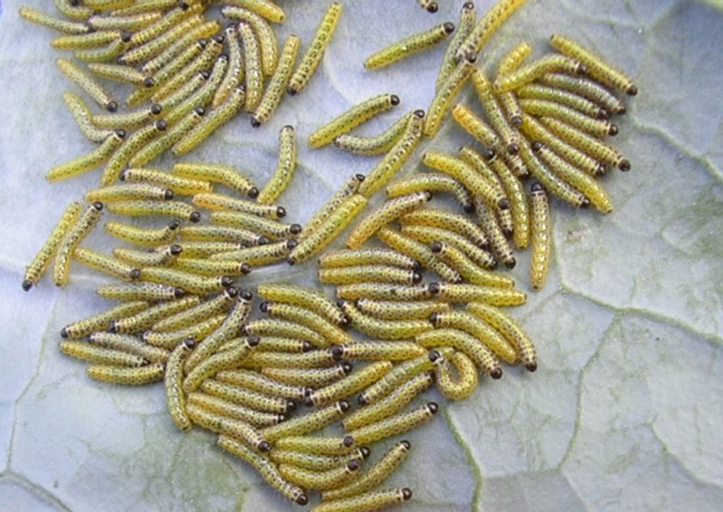 Pieris brassicae  (1).JPG