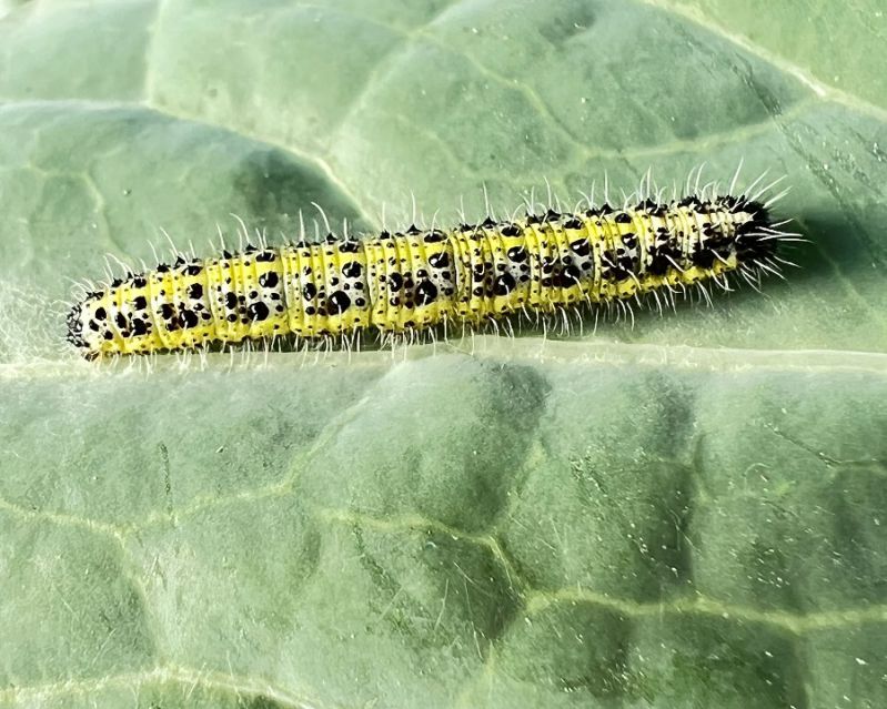 Pieris brassicae  (2).JPG