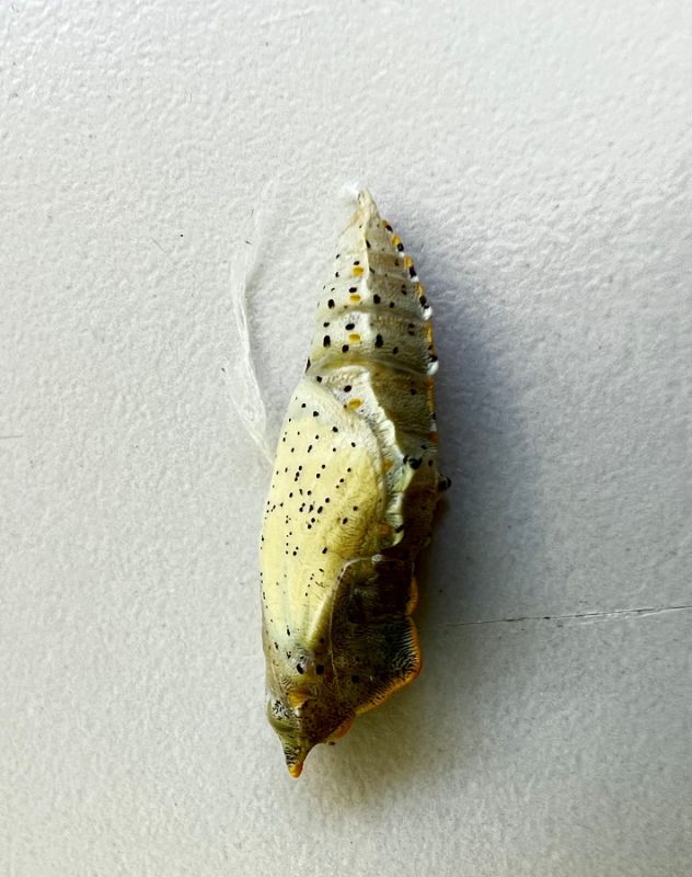 Pieris brassicae  (3).JPG