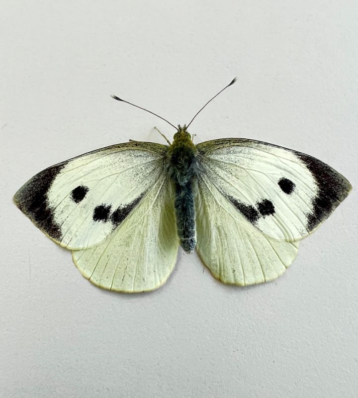 Pieris brassicae  (4).JPG