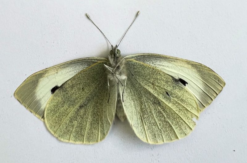 Pieris brassicae  (5).JPG