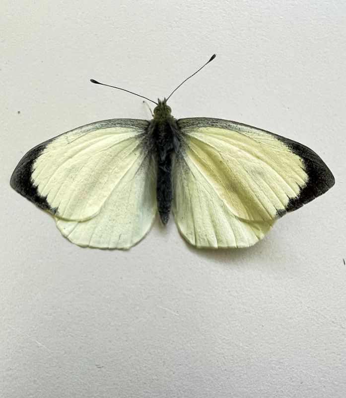 Pieris brassicae  (6).JPG