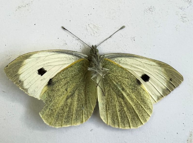 Pieris brassicae  (7).JPG