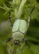 Hoplia chlorophana Erichson, 1848-N Palencia-Spain.jpg