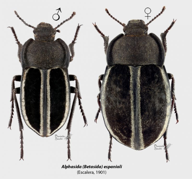 A. (Betasida) espanioli CP.jpg