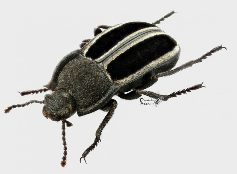 A. (Betasida) espanioli m 3_4.jpg