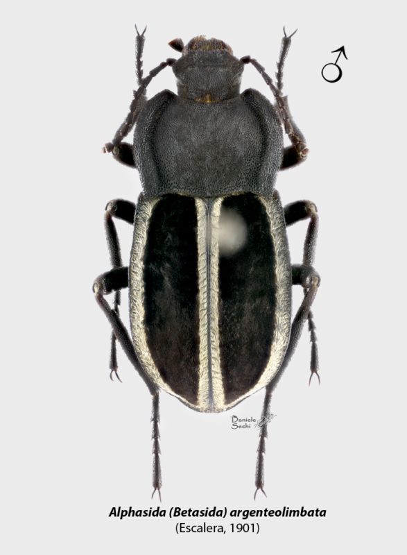 A. (Betasida) argenteolimbata m.jpg