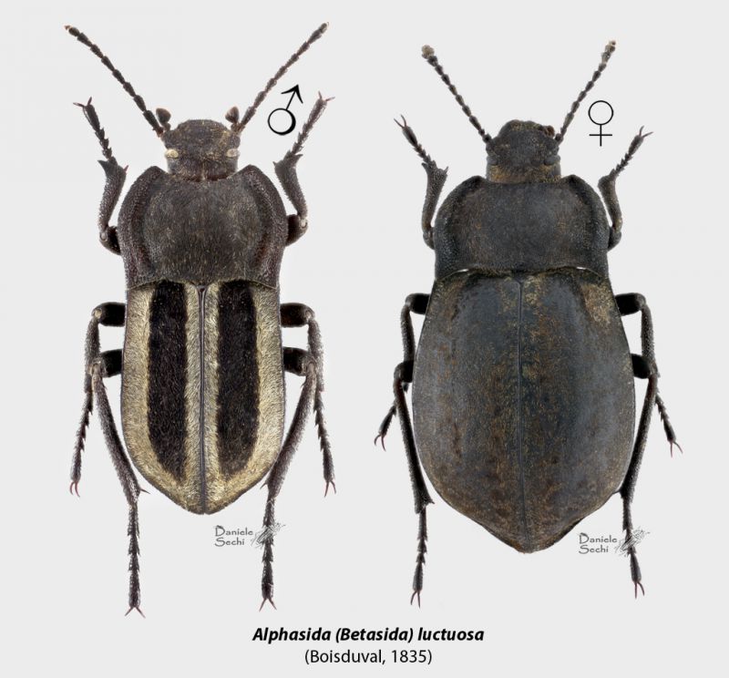 A. (Betasida) luctuosa CP.jpg