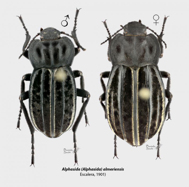 A. almeriensis CP.jpg