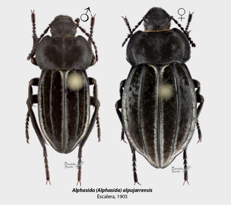 A. alpujarrensis CP.jpg