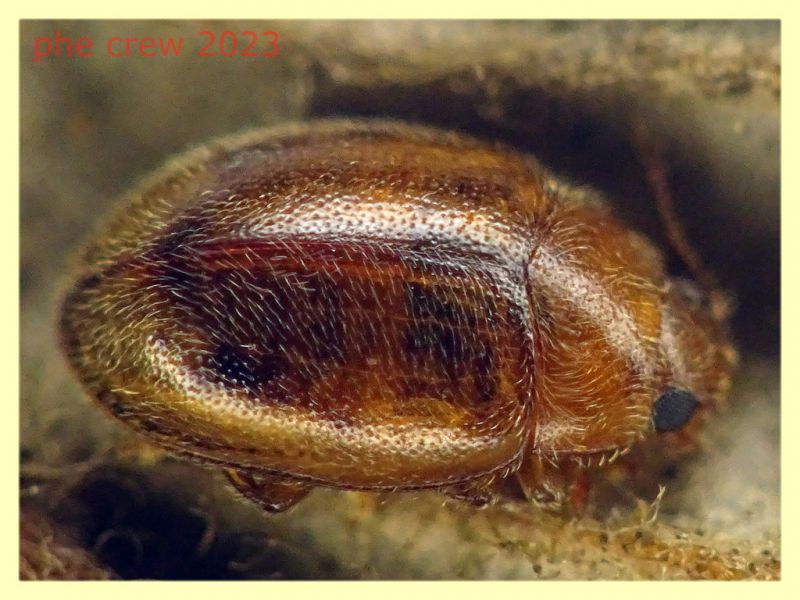 Rhyzobius litura dai 2 ai 3 mm. - Ariccia 26.1.2023 -  (1).JPG