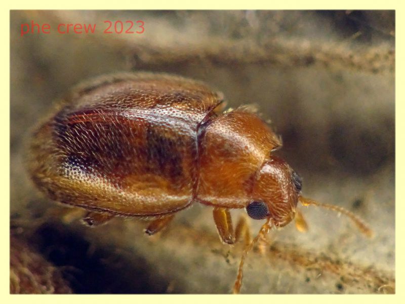 Rhyzobius litura dai 2 ai 3 mm. - Ariccia 26.1.2023 -  (2).JPG