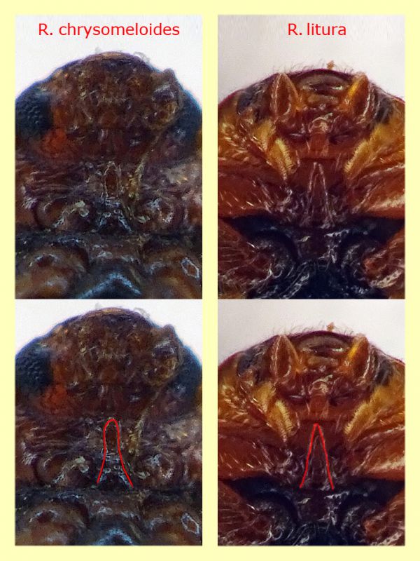 Rhyzobius litura dai 2 ai 3 mm. - Ariccia 26.1.2023 -  (6).jpg