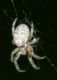Larinioides sp. 3.jpg