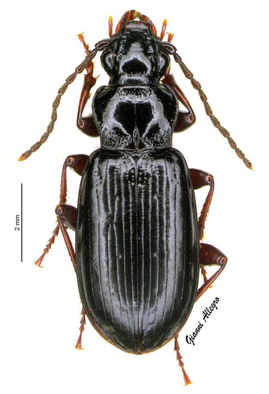 Patrobus septentrionis.jpg