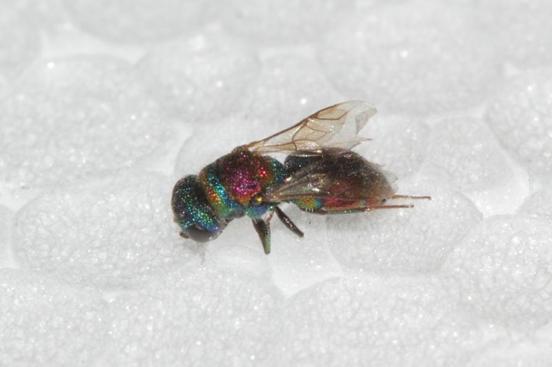 Chrysididae ID 2,5mm1.JPG