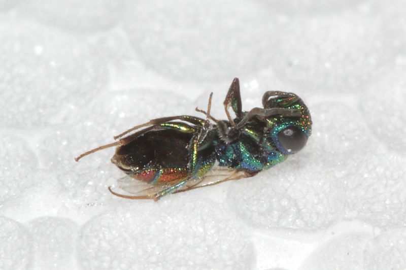 Chrysididae ID 2,5mm2.JPG